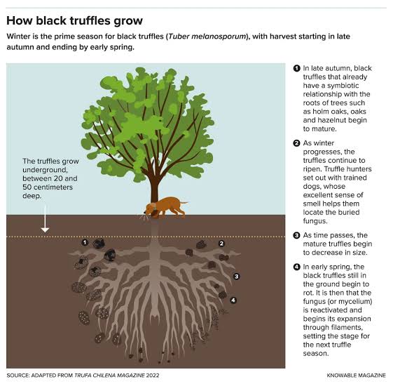 How black truffles grow